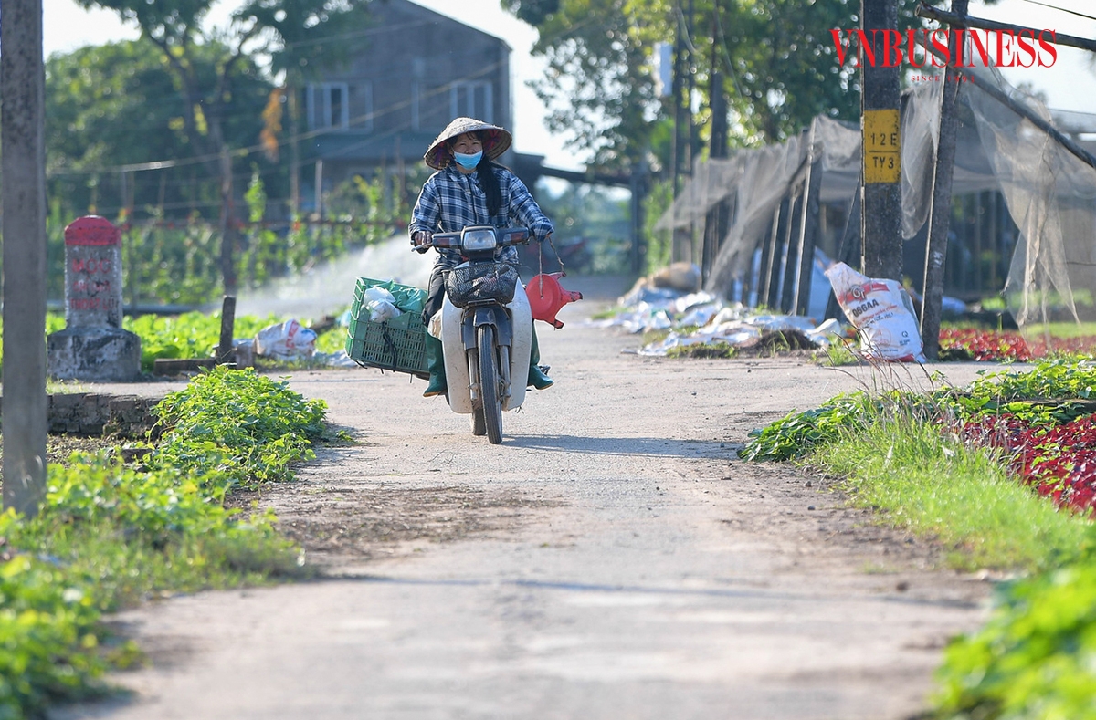 Những chuyến xe thu mua liên tục ra vào cánh đồng, đưa nông sản Tiền Lệ đến các chợ đầu mối trong ngày, bảo đảm nguồn cung rau xanh ổn định cho Hà Nội. Tú Anh