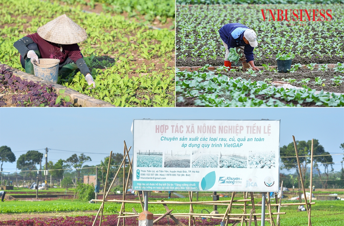 HTX Nông nghiệp Tiền Lệ có tới 70% diện tích rau màu bị ảnh hưởng sau đợt mưa bão, nhưng bà con đang nỗ lực phục hồi sản xuất từng ngày.