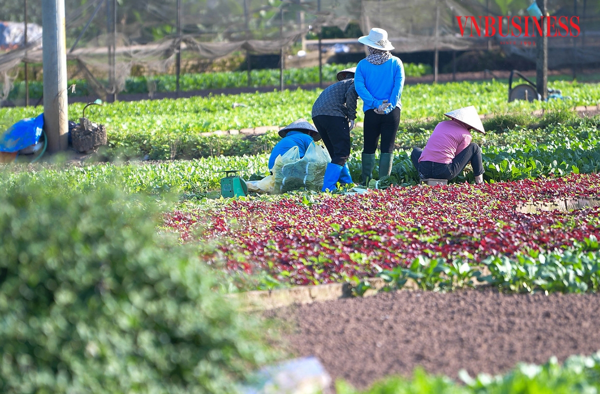 Không khí thu hoạch rộn ràng trên cánh đồng khi nông dân Tiền Lệ bước vào vụ rau mới đầy hy vọng.