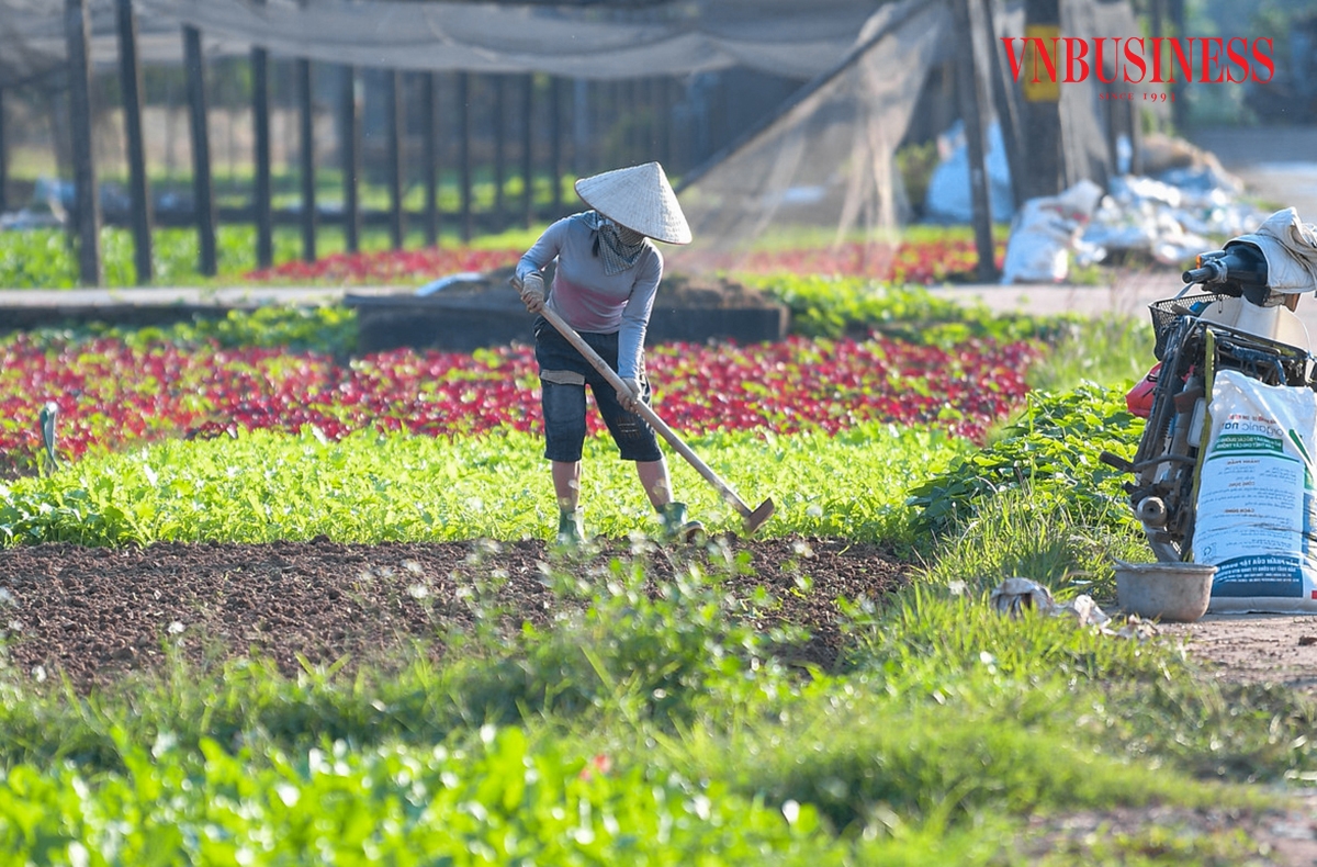 Giá rau tăng mạnh, thậm chí gấp đôi, gấp ba so với những tháng trước, giúp bà con thêm phấn khởi trong những ngày mùa vụ.