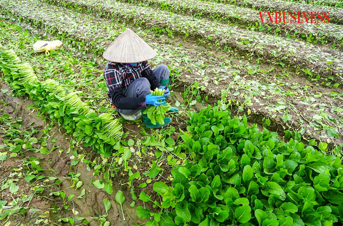 Bà Duyên, thành viên HTX chia sẻ niềm vui khi cải ngọt tại vườn đang được thu mua 15.000 đồng/kg, mức giá được xem là rất tốt sau đợt ngập úng do bão.