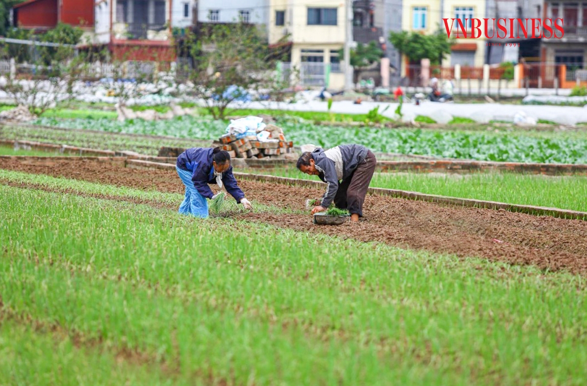Từ sáng sớm, vợ chồng ông Cảnh đã có mặt ngoài ruộng để trồng mới những luống hành ngay sau khi thu hoạch.