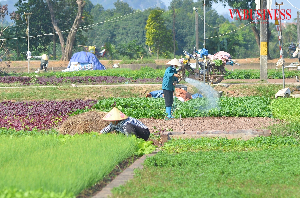 Theo ông Cảnh, hành lá tại ruộng đang được thu mua khoảng 25.000 đồng/kg, còn giá bán ngoài chợ dao động 30.000 – 40.000 đồng/kg.