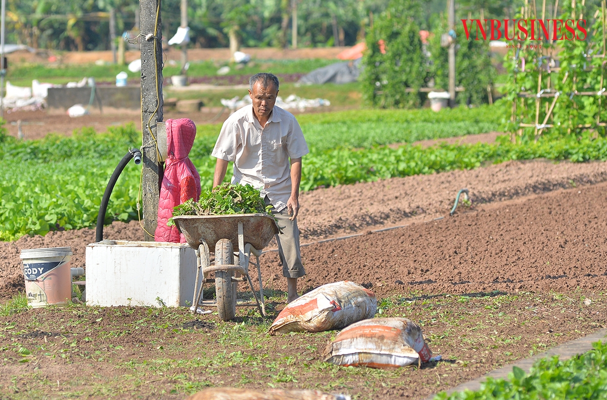 Bà con vừa tranh thủ thu hoạch, vừa chạy đua xuống giống cho kịp vụ Tết, thời điểm nhu cầu rau xanh tăng mạnh, kéo giá thị trường lên thêm 10 - 20%.