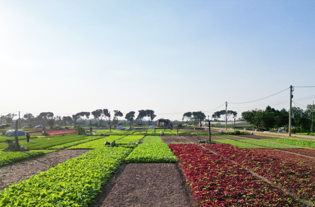 HTX Nông nghiệp Tiền Lệ hiện đang canh tác hơn 40 ha rau, trong đó 33,5 ha đạt chuẩn VietGAP, cung ứng trên 3.000 tấn mỗi năm với hơn 500 hộ chuyên trồng rau.