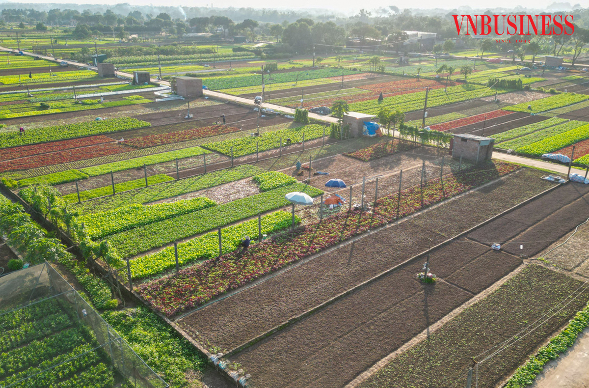 HTX Nông nghiệp Tiền Lệ hiện đang canh tác trên diện tích trên 40ha, trong đó gần 35ha đạt chuẩn VietGAP.