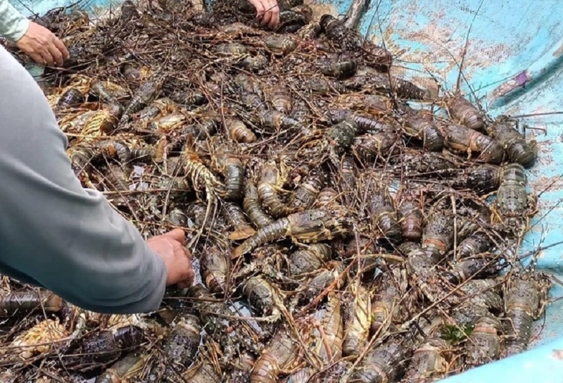 Tôm hùm xanh ở vịnh Xuân Đài, tỉnh Đắk Lắk &lpar;Phú Yên cũ&rpar; chết ngạt vì mưa lũ lịch sử.