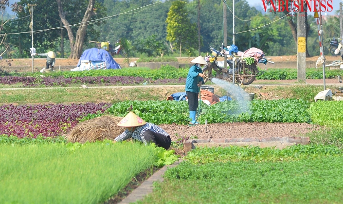Thu tiền tỷ trên những cánh đồng rau VietGAP ở Tiền Lệ