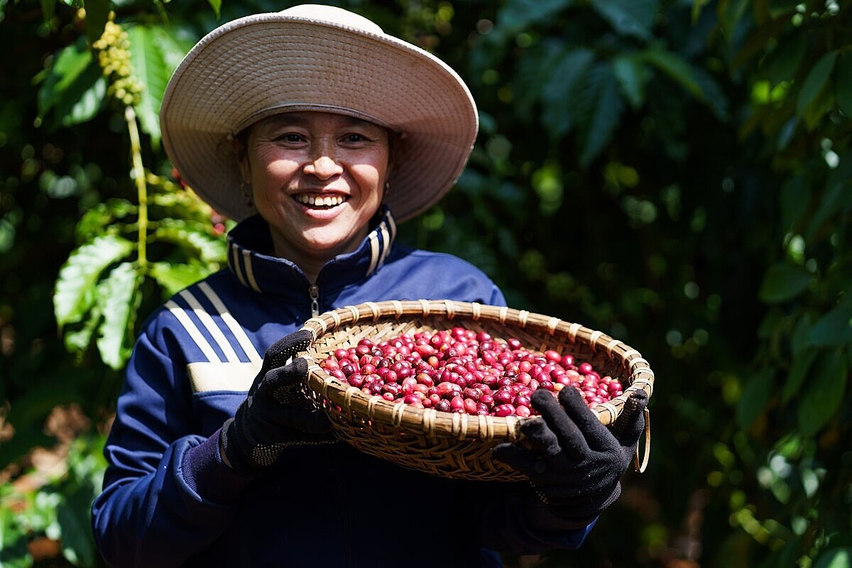 Tại các vùng trọng điểm Tây Nguyên, hôm nay 29/11, giá cà phê dao động 111.500 – 112.500 đồng/kg.