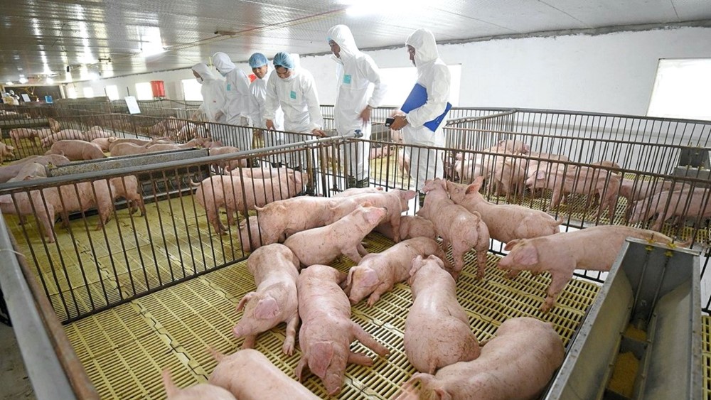 ‘Ông lớn’ ngành chăn nuôi bị xử phạt gần 400 triệu đồng giữa lúc kinh doanh gặp nhiều thách thức