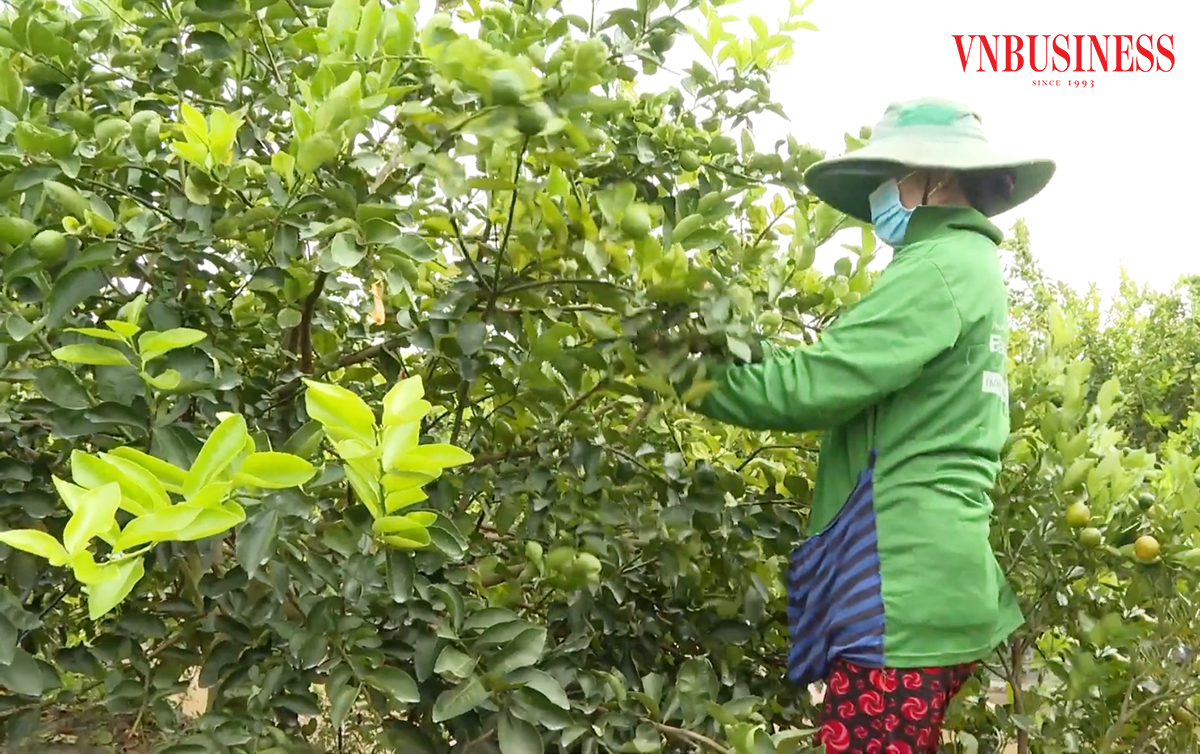 Bắt tay với các cơ sở đào tạo để ứng dụng khoa học công nghệ là chìa khóa để các HTX thành công.