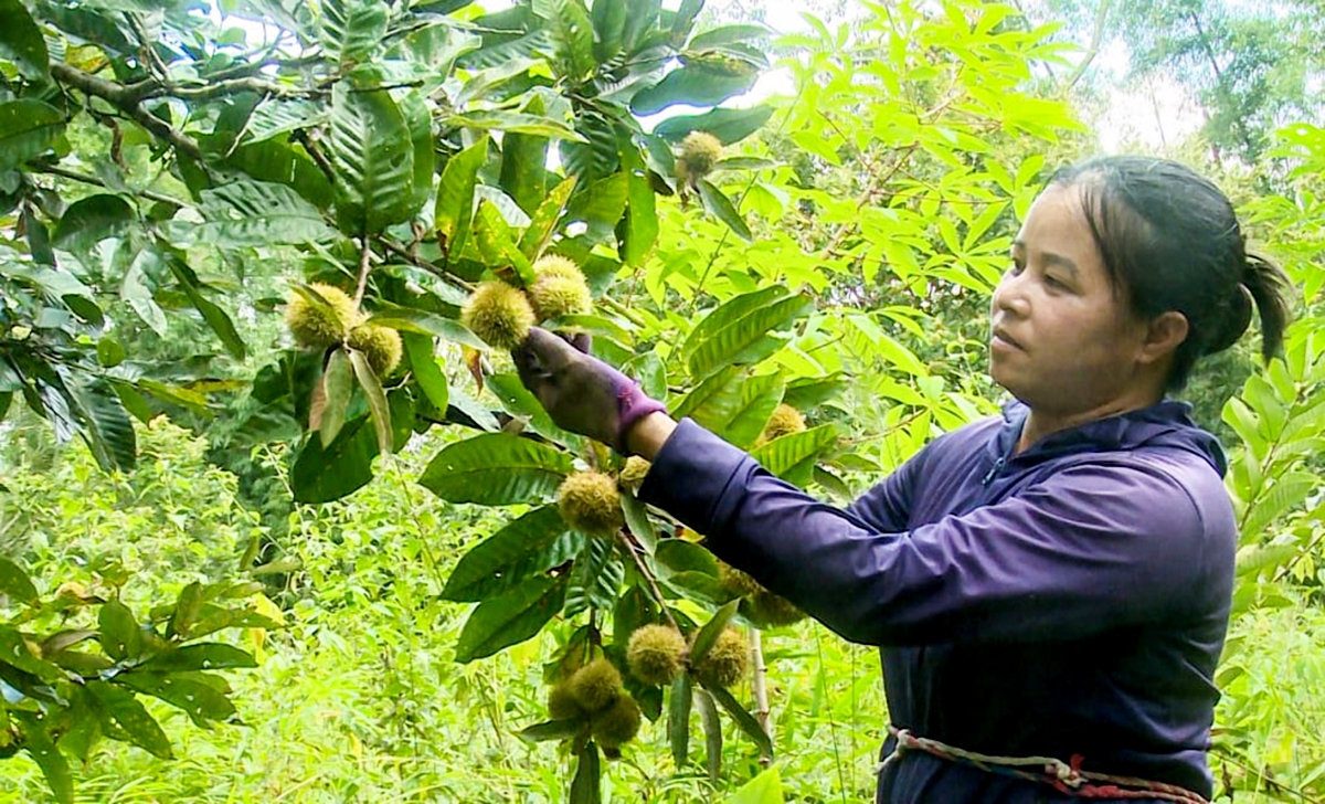 Kinh tế nông thôn Cao Bằng đang khởi sắc nhờ các sản phẩm nông sản đặc sắc &lpar;Ảnh: BCB&rpar;.