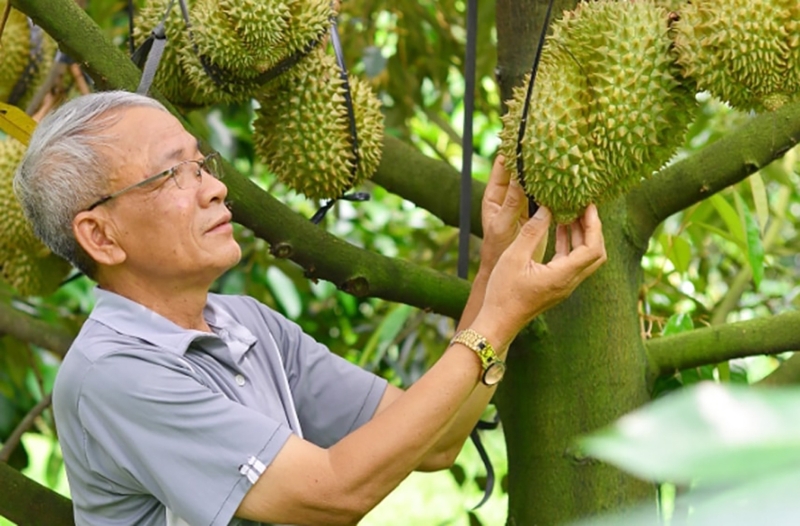 Ứng dụng khoa học công nghệ, 'chìa khóa' cho trái cây Việt vươn ra thị trường quốc tế