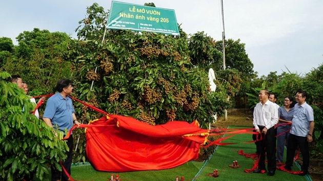 Giống nhãn Ánh vàng 205 được chú trọng phát triển theo chuỗi.