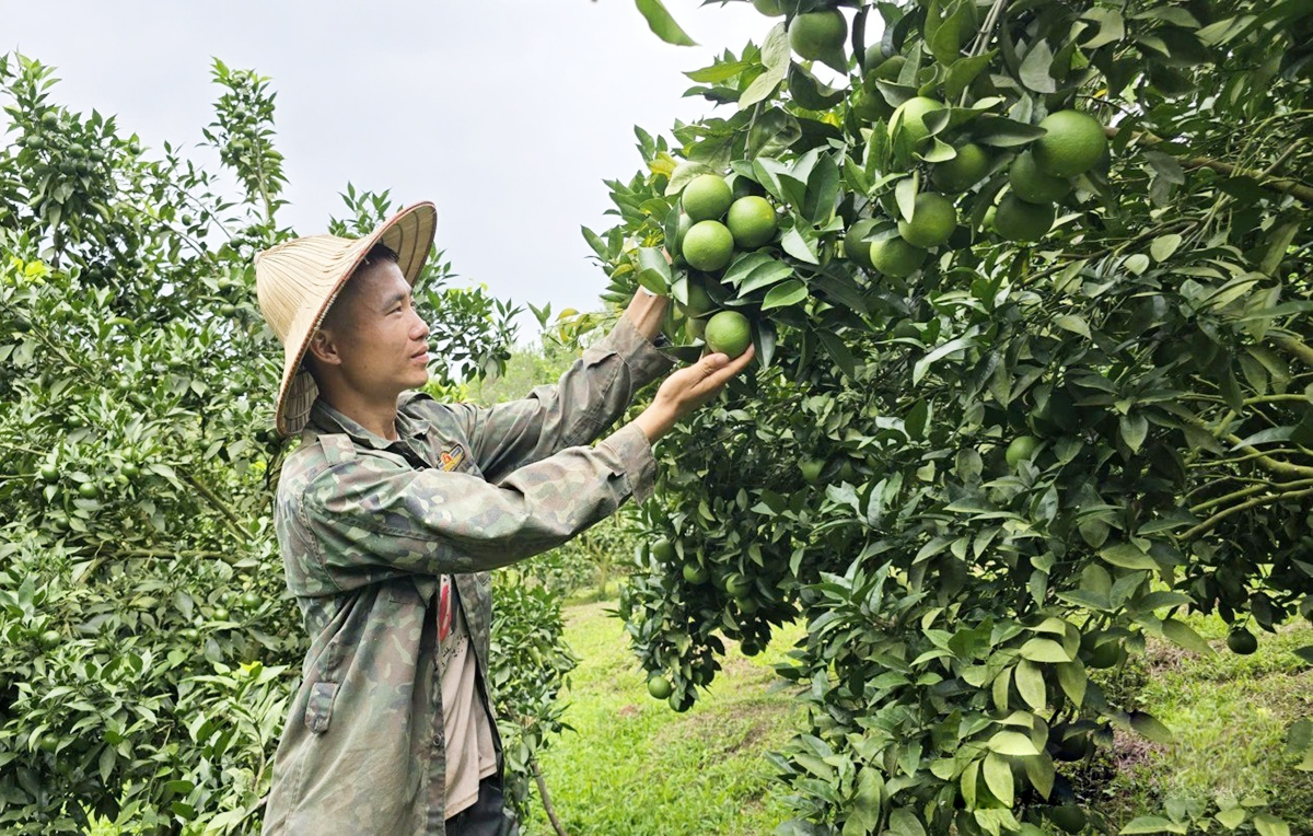 Hiệu quả của các HTX là một trong những điểm tựa trong xây dựng nông thôn mới Lạng Sơn &lpar;Ảnh: BLS&rpar;.