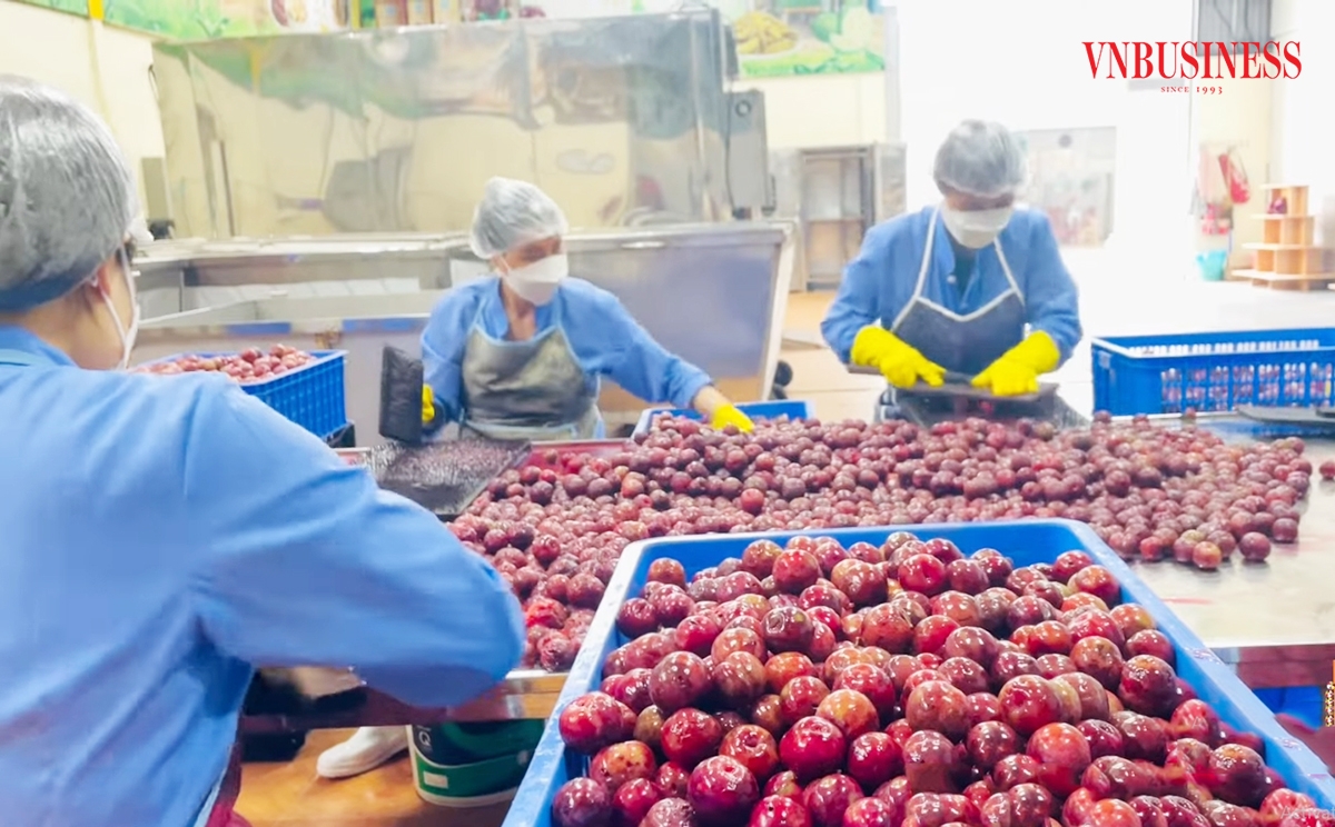 Ứng dụng công nghệ chế biến giúp HTX gia tăng hiệu quả trái mận &lpar;Ảnh minh họa&rpar;.