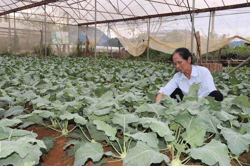 HTX rau an toàn bản Tự Nhiên ứng dụng công nghệ sản xuất rau trái vụ.