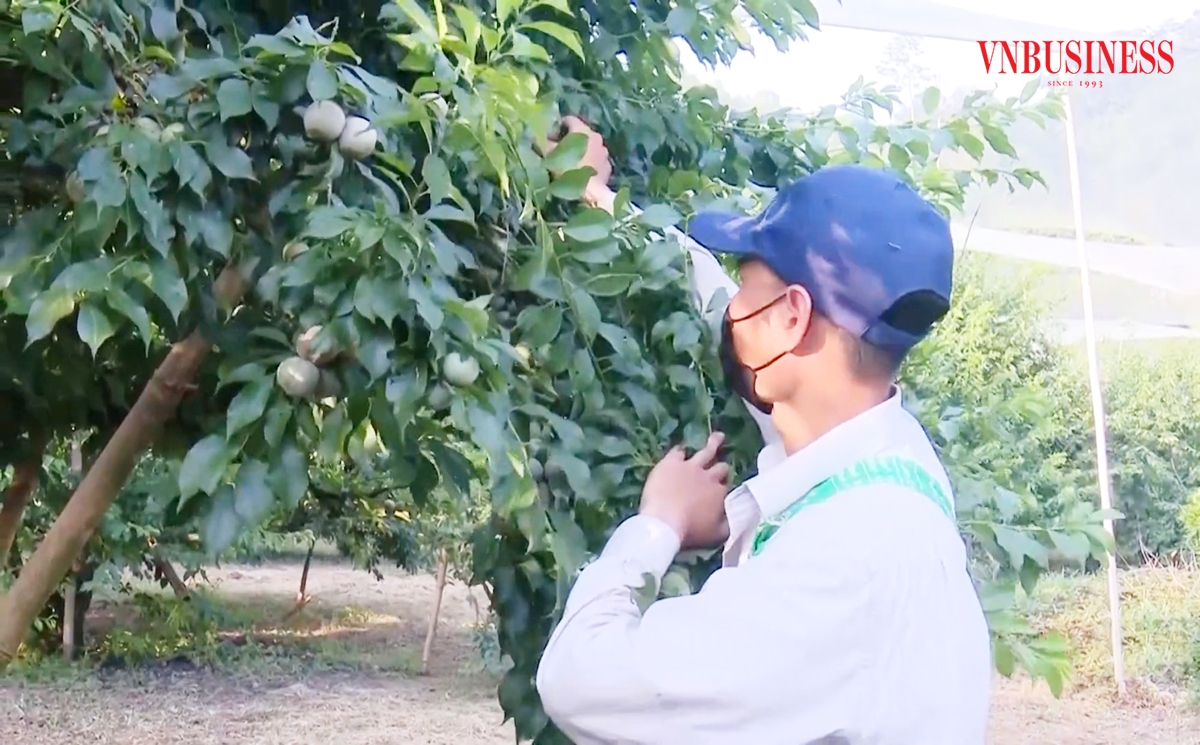 Khoa học công nghệ cũng là chìa khóa để HTX làm chủ mùa vụ, giải bài toán được mùa mất giá.