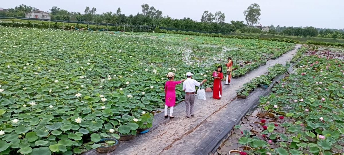 HTX Vân Đài trồng nhiều giống sen khác nhau để tăng giá trị kinh tế.