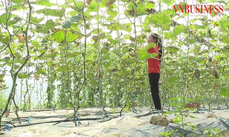 Người trẻ đua khởi nghiệp làm giàu với HTX công nghệ cao