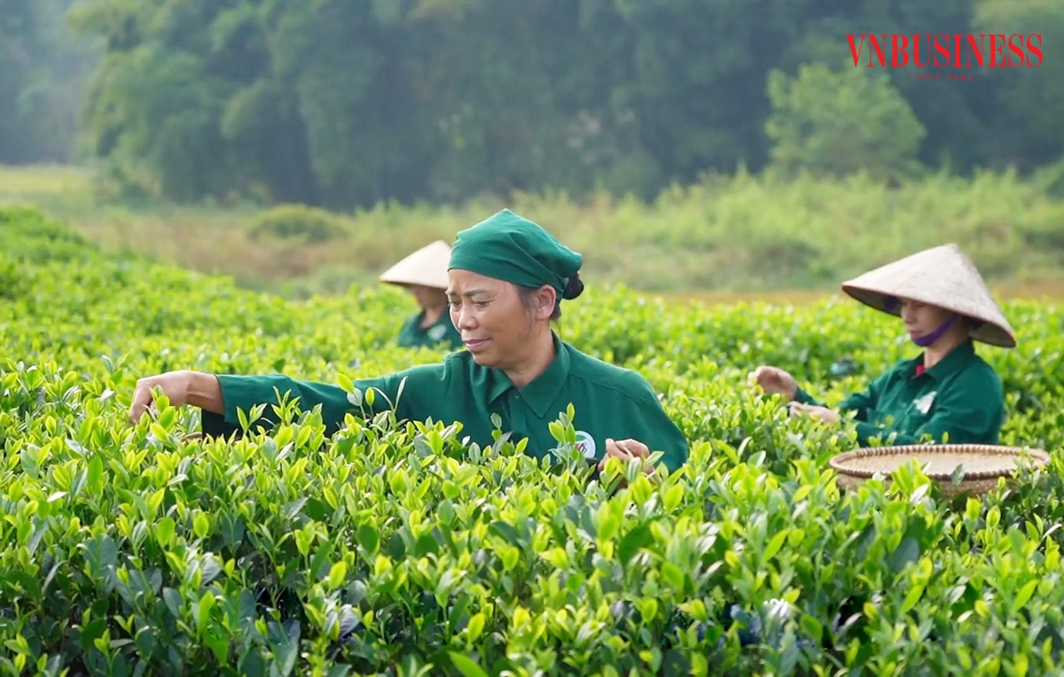 Các HTX đang góp phần thúc đẩy nhiều sản phẩm đặc trưng thế mạnh ở Thái Nguyên.