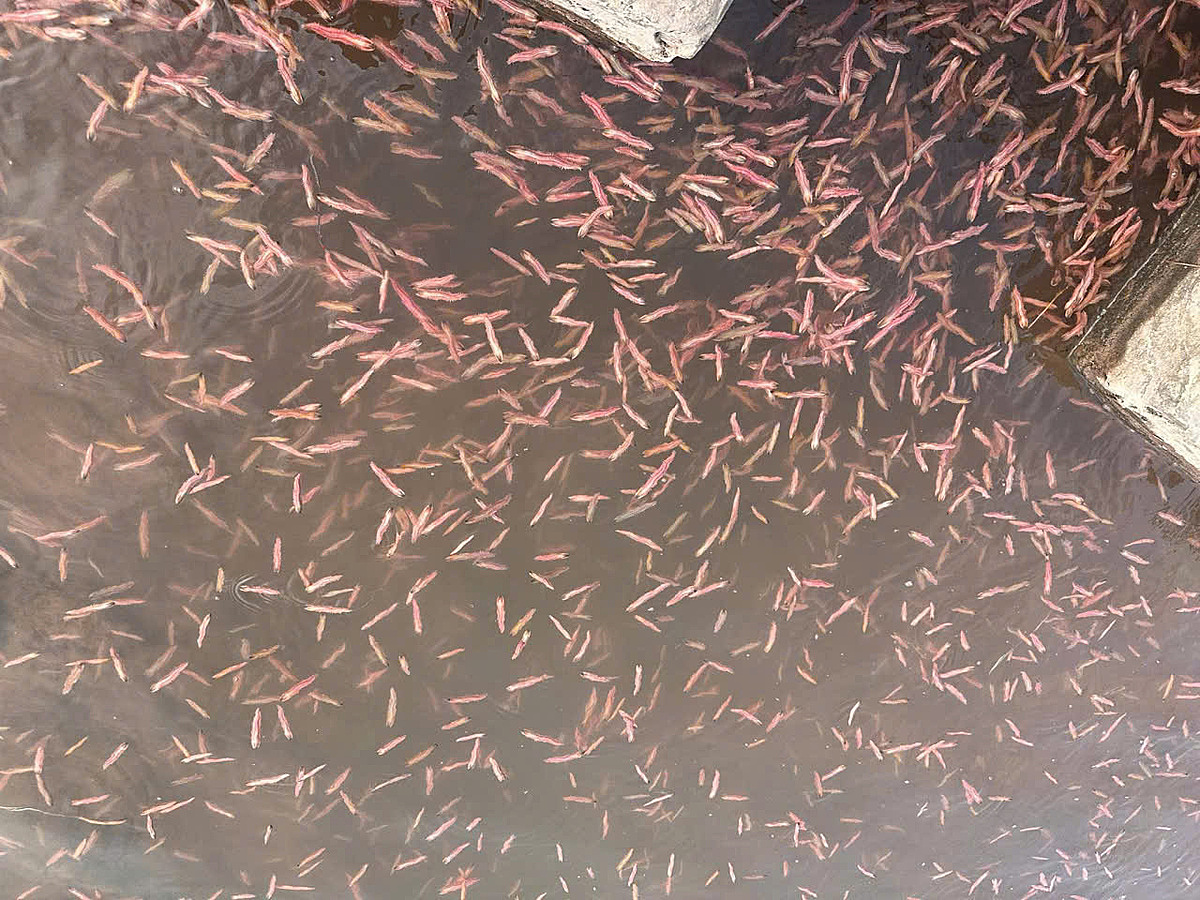 Các đầm rươi của HTX năm nay được mùa.