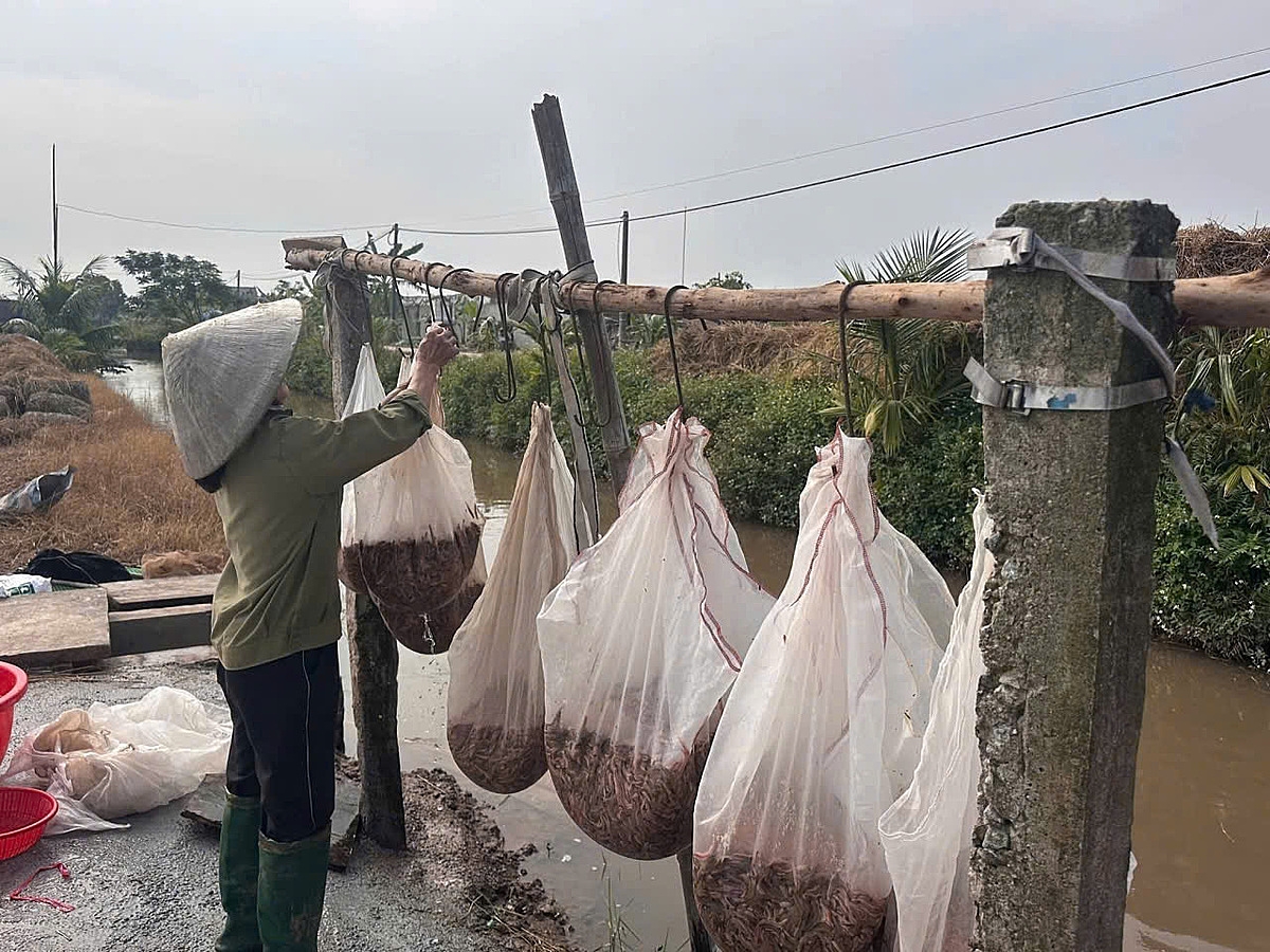 Mùa này, người dân đang náo nức vào vụ thu hoạch rươi.