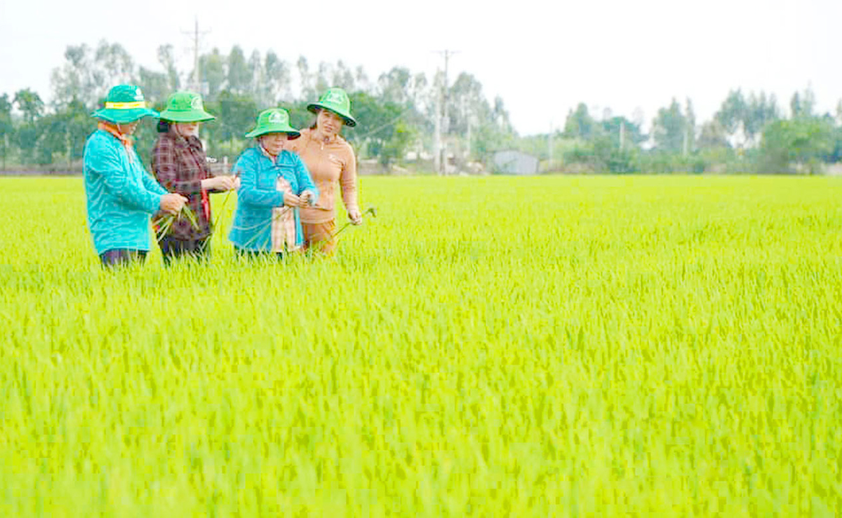 Các HTX đóng góp tích cực trong xây dựng nông thôn mới ở Đồng Tháp.