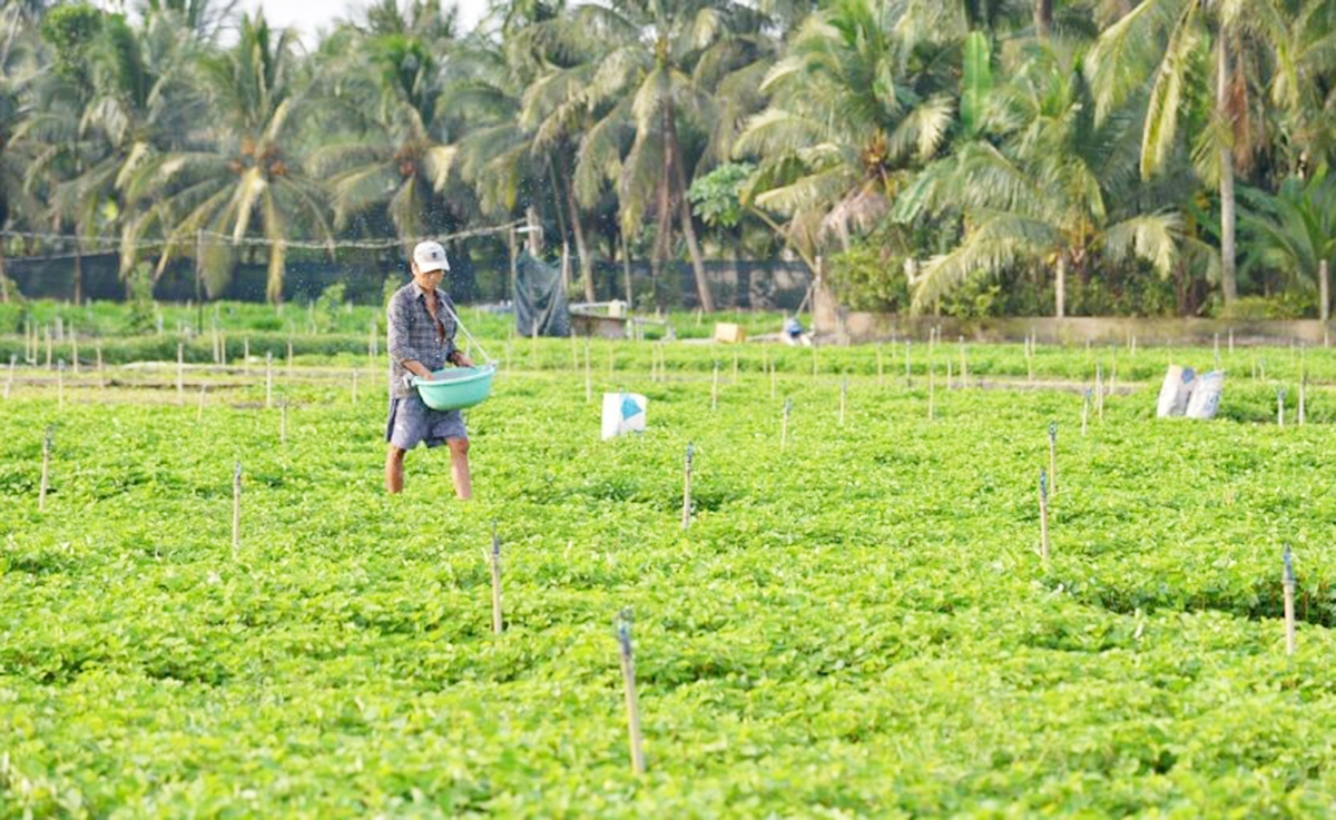 Nông nghiệp Đồng Tháp đang có bước chuyển biến lớn theo hướng hiện đại, hiệu quả.