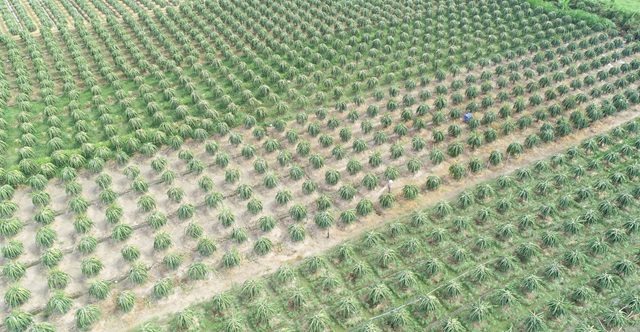 HTX với tư duy canh tác đi liền với môi trường, giúp nông sản địa phương vươn ra thị trường quốc tế.