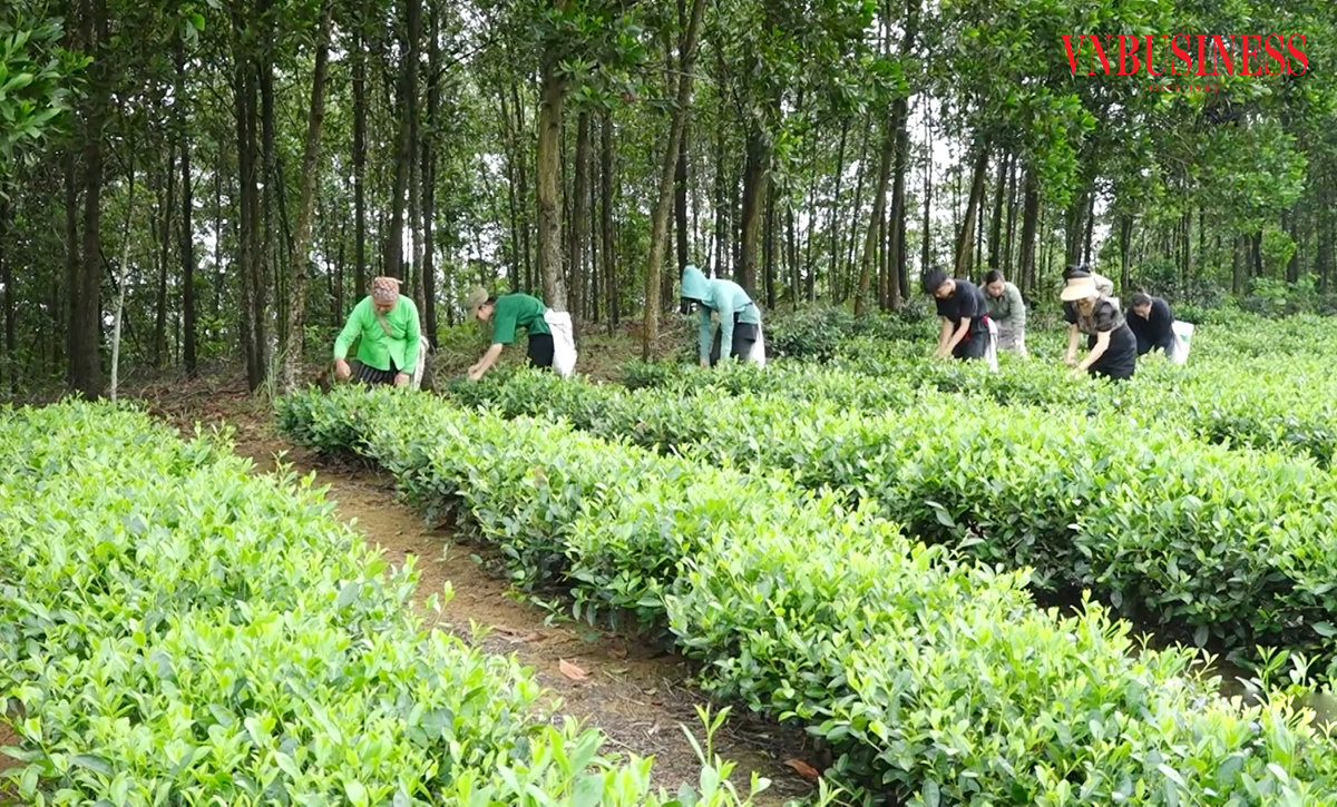 Điểm nhấn trong nông thôn mới Tuyên Quang là sự ra đời của nhiều mô hình nông nghiệp chuỗi giá trị.