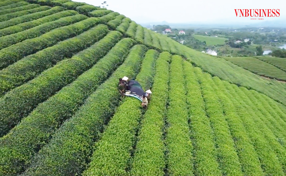Các HTX đang đóng góp tích cực trong phong trào xây dựng nông thôn mới ở Tuyên Quang.