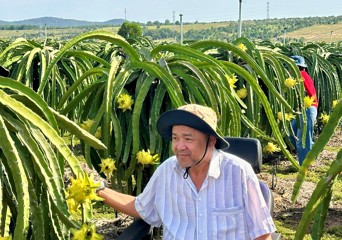 Phát huy các cây trồng thế mạnh là nền tảng xây dựng nông thôn mới ở Lâm Đồng.