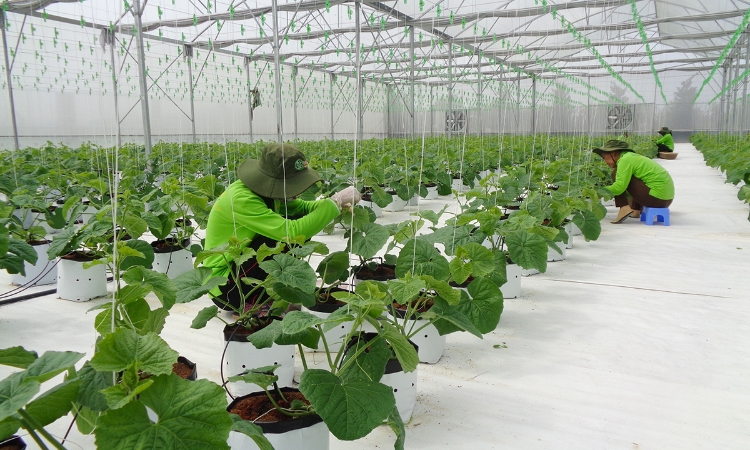 Làm chủ công nghệ, bước tiến mới của nông nghiệp Thanh Hóa