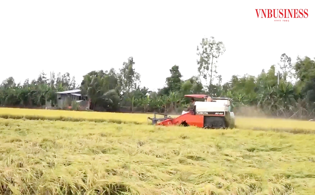 HTX đang trở thành điểm tựa để nông dân tự tin ứng dụng khoa học công nghệ vào sản xuất ở An Giang.