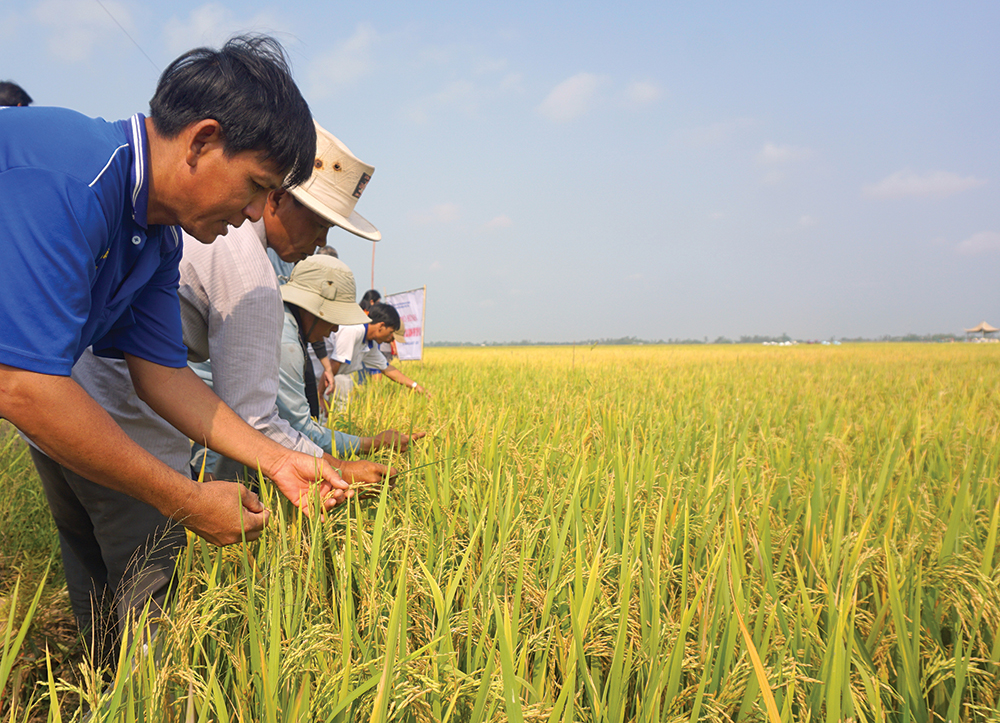 An Giang có những HTX lớn mạnh nhờ phát triển theo chuỗi giá trị.