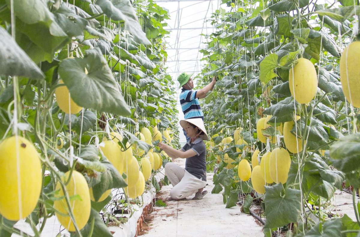 Ngành nông nghiệp tỉnh Vĩnh Long đang chủ động thúc đẩy phát triển các chuỗi liên kết với vai trò cầu nối của HTX.