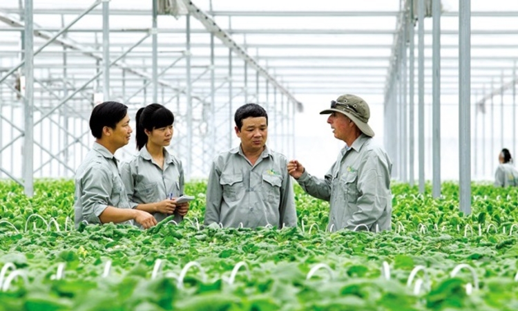 Đổi mới hoạt động tư vấn phát triển HTX: Khi lý thuyết quản trị cần đi đôi với thực tiễn thị trường