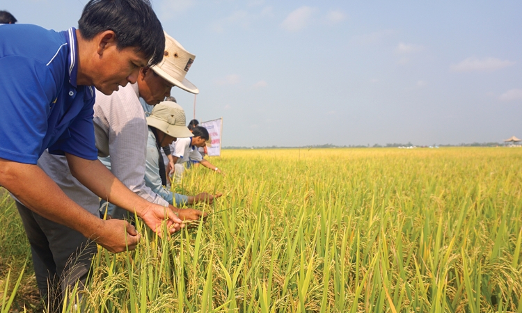 Xây dựng nông thôn mới bền vững từ phát triển HTX