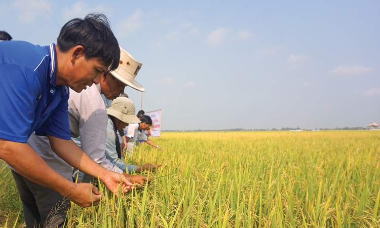 Xây dựng nông thôn mới bền vững từ phát triển HTX