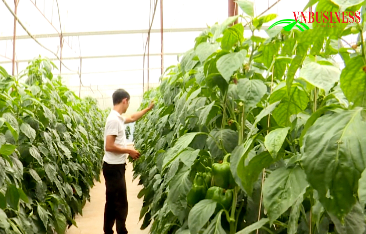 Các HTX ở Cà Mau đang đẩy mạnh ứng dụng khoa học công nghệ.