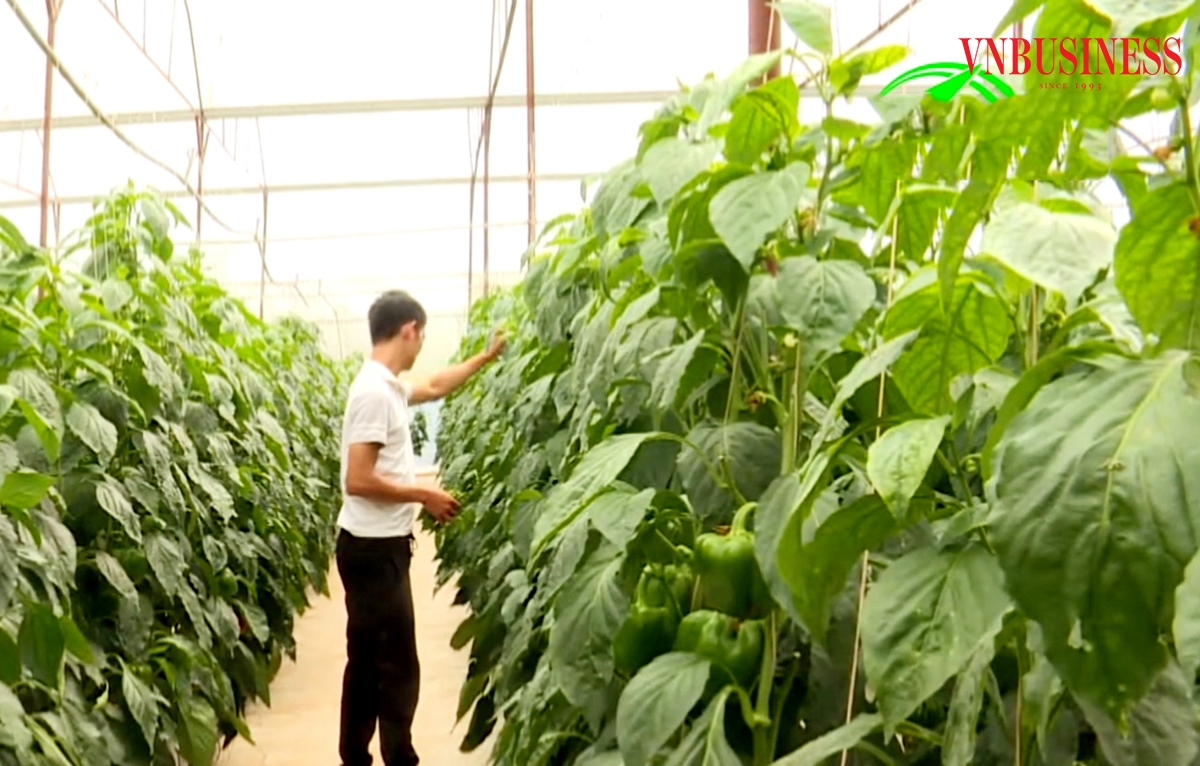 Các HTX ở Cà Mau đang đẩy mạnh ứng dụng khoa học công nghệ.