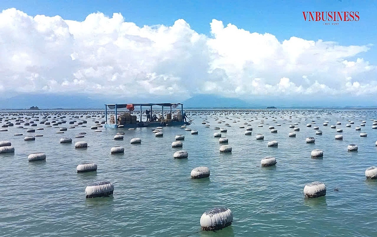 Điểm nuôi hàu của HTX tại xã đảo Cái Chiên.