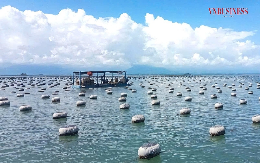 Điểm nuôi hàu của HTX tại xã đảo Cái Chiên.