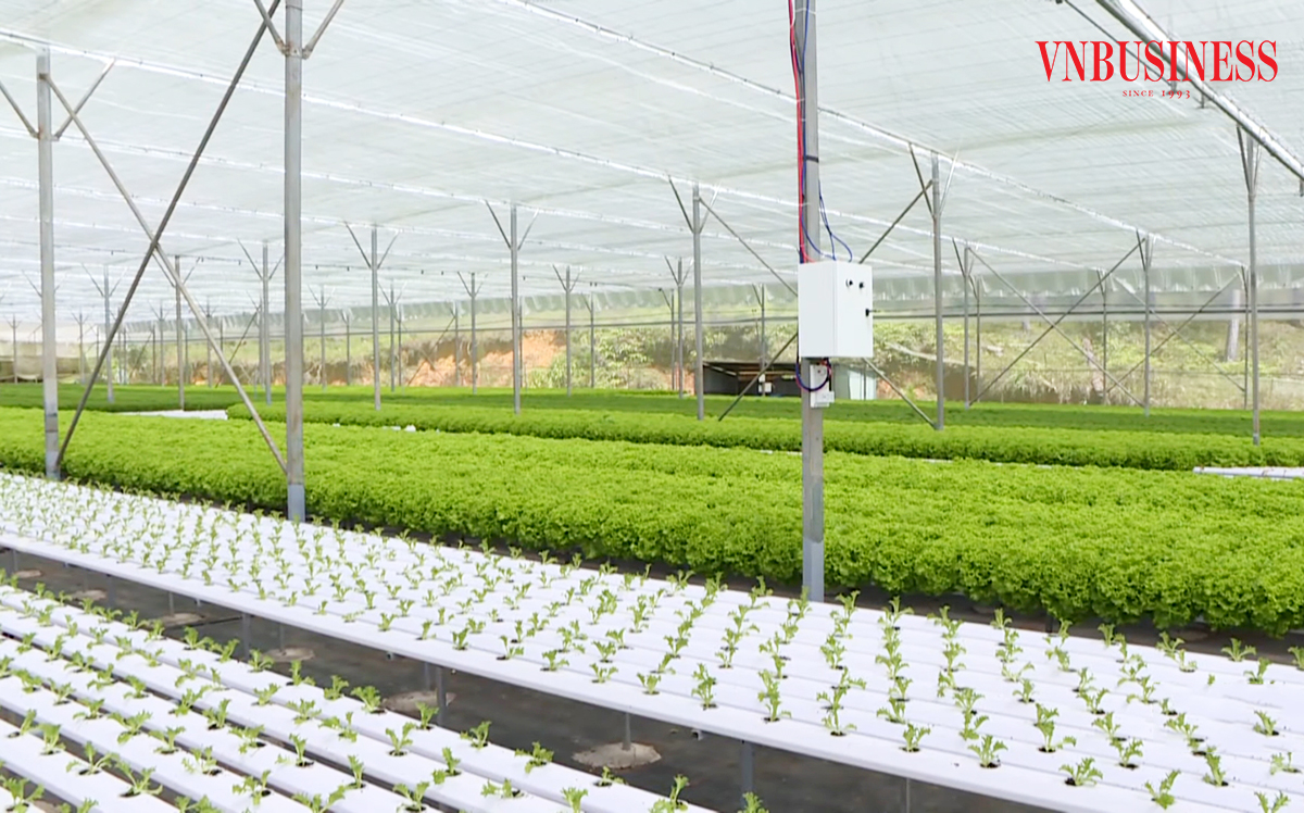 Phong trào ứng dụng công nghệ, chuyển đổi số đang lan tỏa trong khu vực HTX ở Lâm Đồng và cả nước.