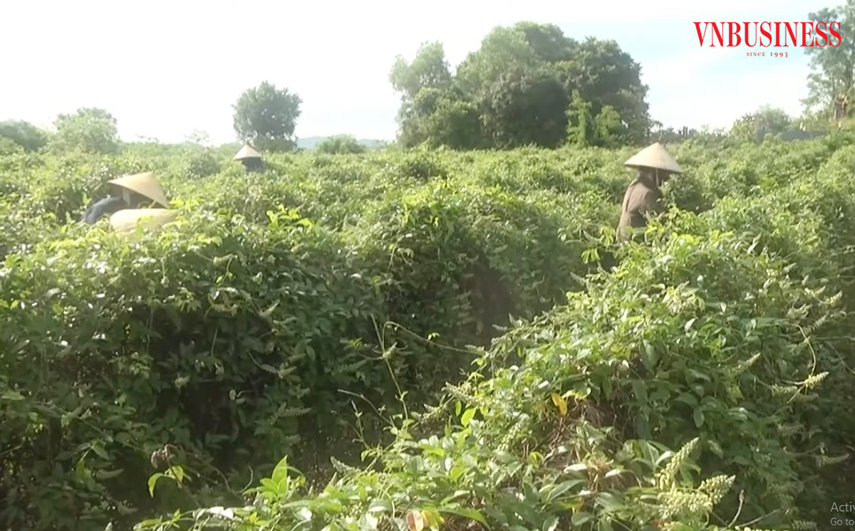 Nhiều cây trồng mới phát huy giá trị cao trong nông thôn mới Quảng Ninh.