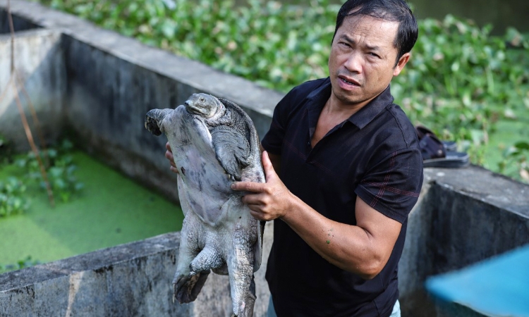 Ba ba gai Cát Thịnh “mỏ vàng” mới từ kinh tế ao nuôi