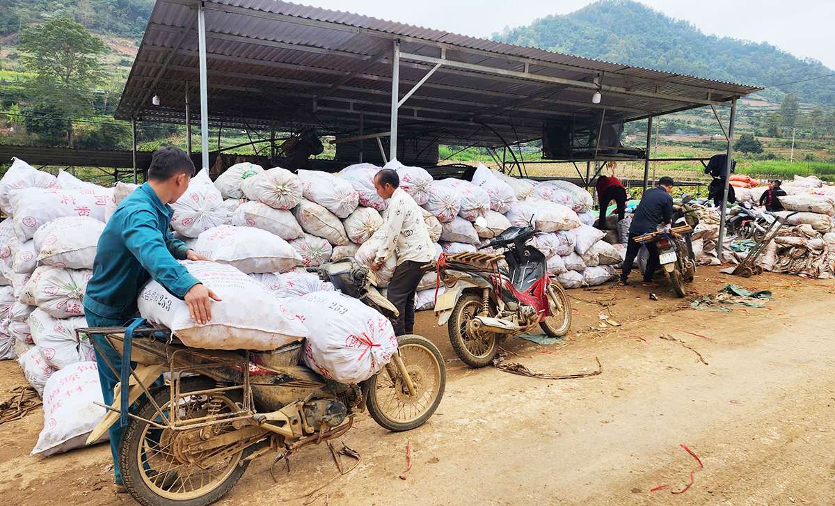 Dong riềng ở Cao Bằng đạt năng suất cao nhưng đang gặp áp lực khi giá giảm mạnh.