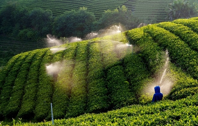 Công nghệ được đầu tư trong sản xuất chè.