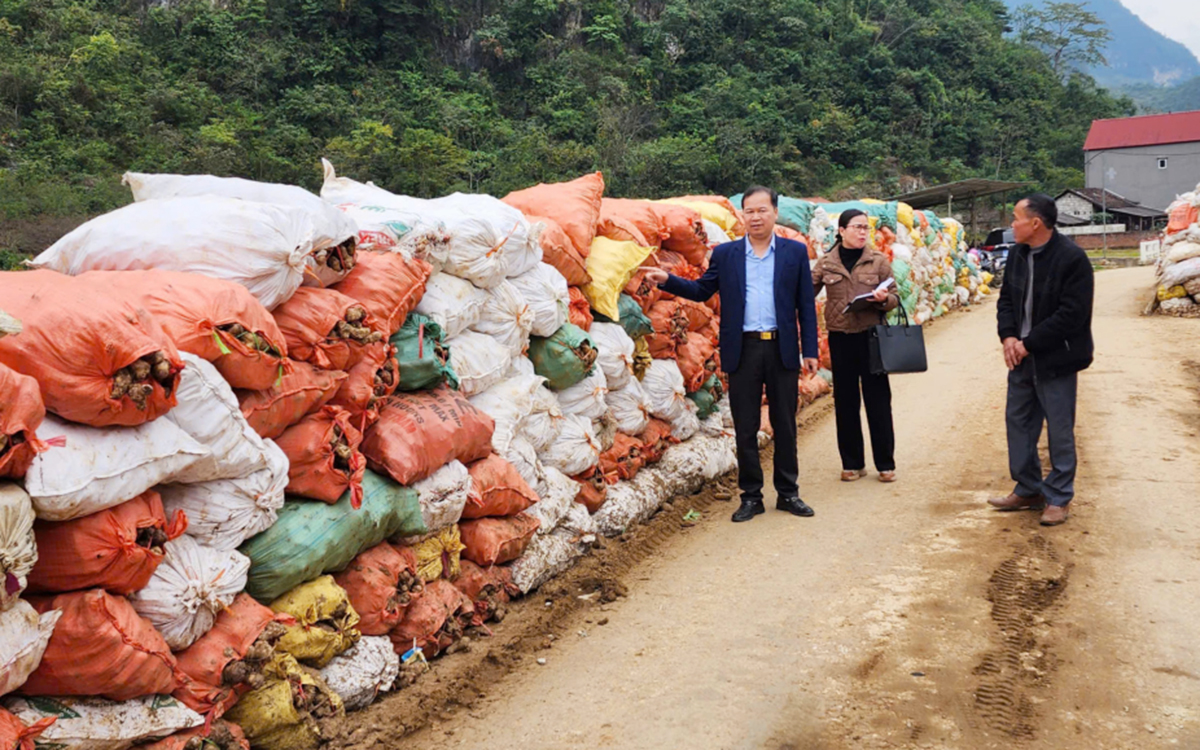 Đoàn công tác Liên minh HTX tỉnh Cao Bằng đi khảo sát, nắm tình hình thu mua dong riềng tại một số HTX trọng điểm.